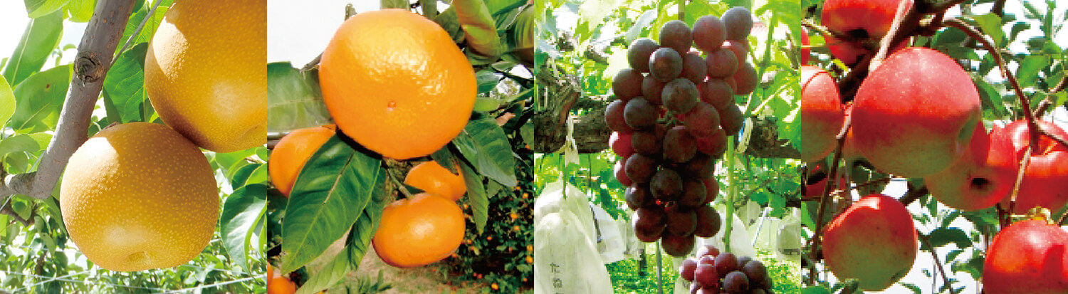 과일 수확 체험