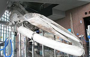 シロナガスクジラ骨格標本（海響館）