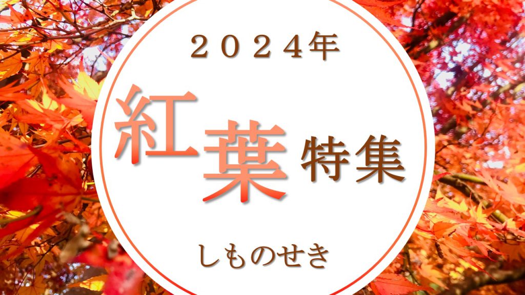 ２０２４年紅葉状況のお知らせ（１１月１日時点）